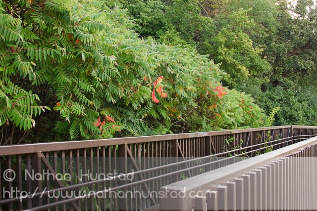 The first signs of fall color along the Mississippi River.